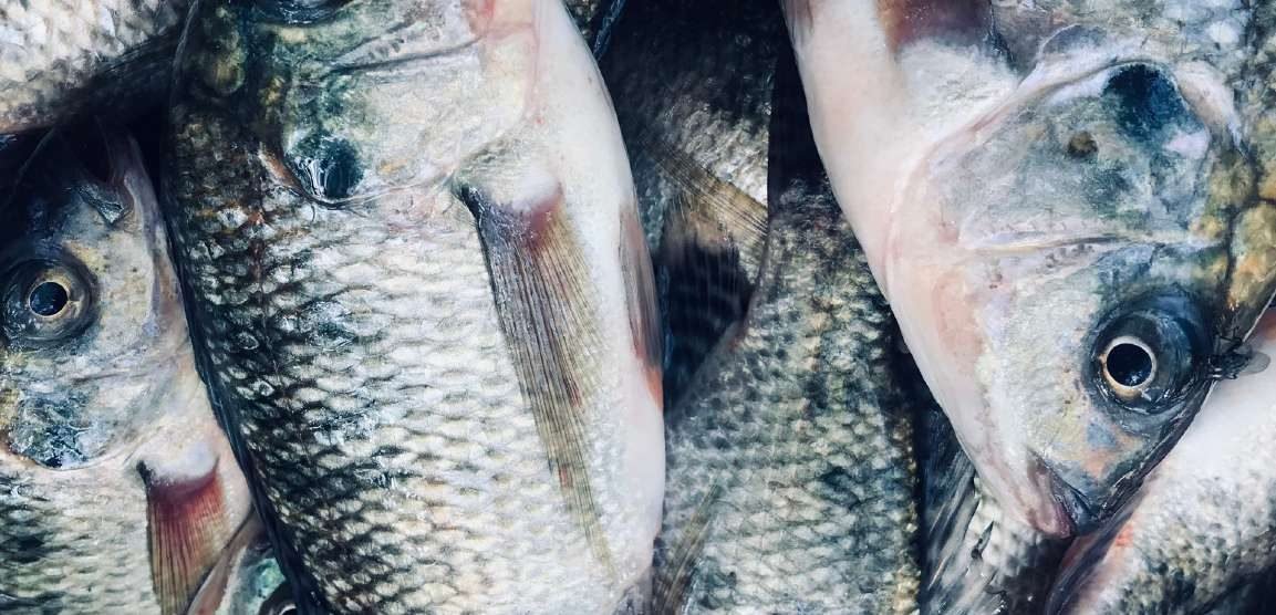 Farmed tilapia from an Egyptian production system