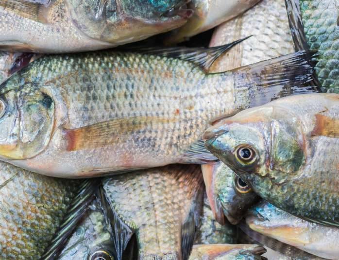 Graded tilapia at harvest